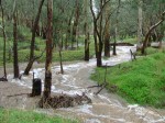 Ippinitchie Creek flowing through Taralee