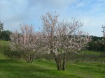 Almond tree in flower