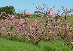 Flowering fruit trees